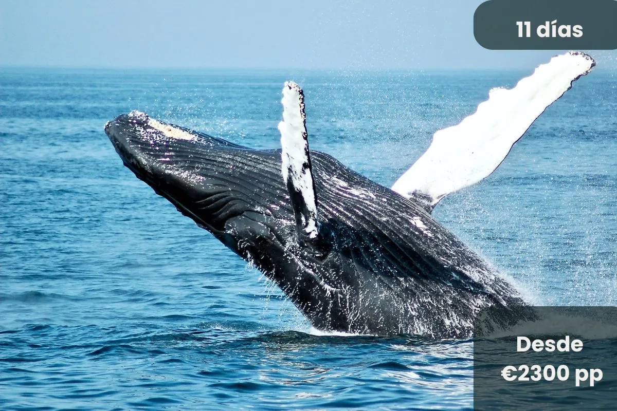 Avistamiento de ballenas en Hermanus durante un viaje a Sudáfrica