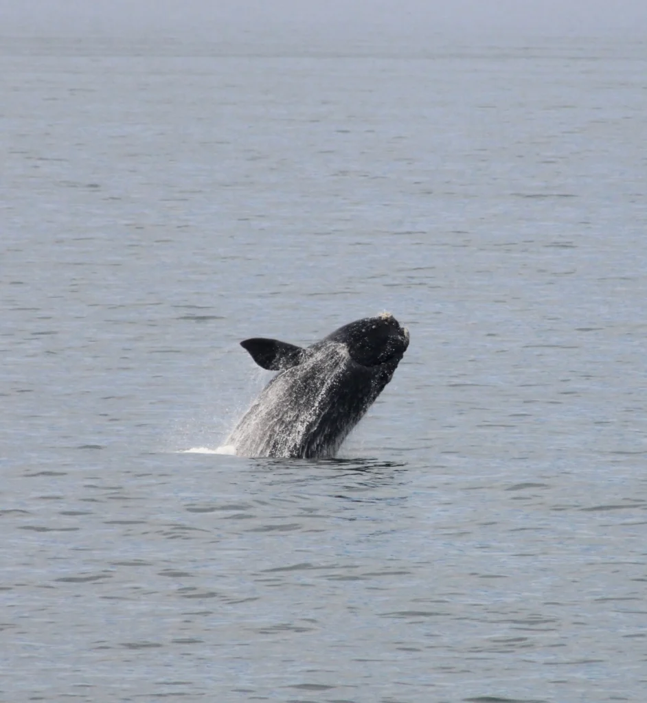 Ballena jorobada saltando en Hermanus durante temporada de avistamiento en Sudáfrica