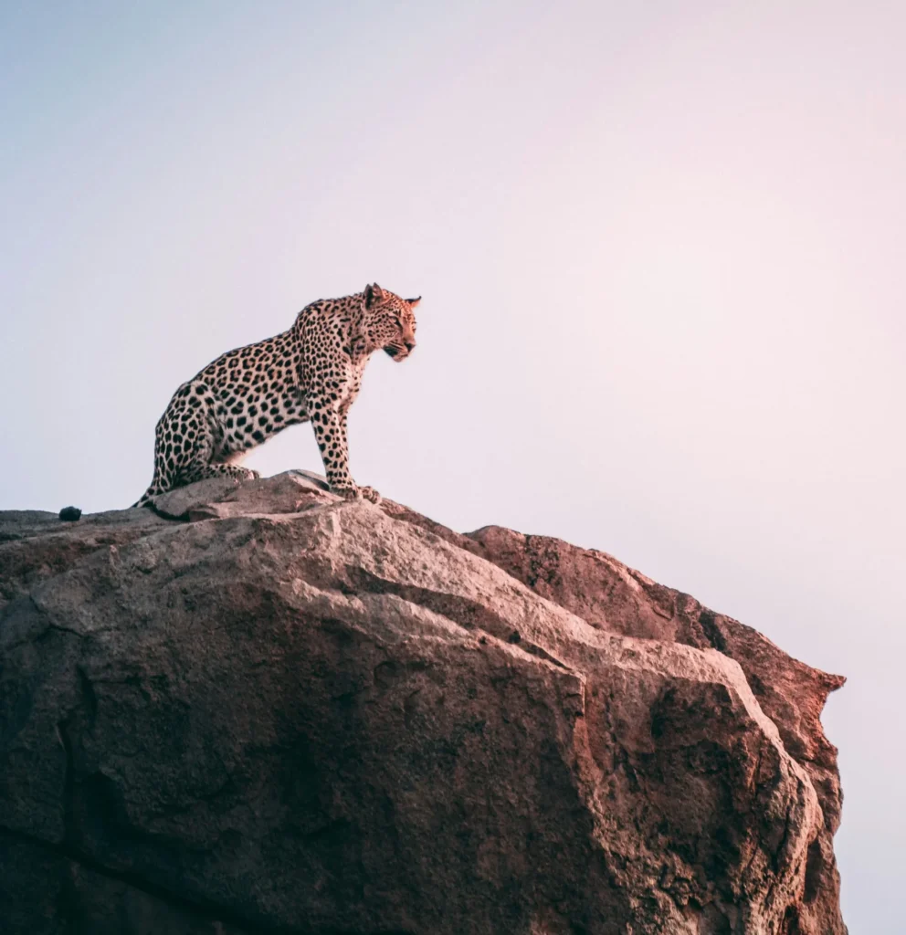 Leopardo en safari en el Parque Kruger durante un viaje a Sudáfrica