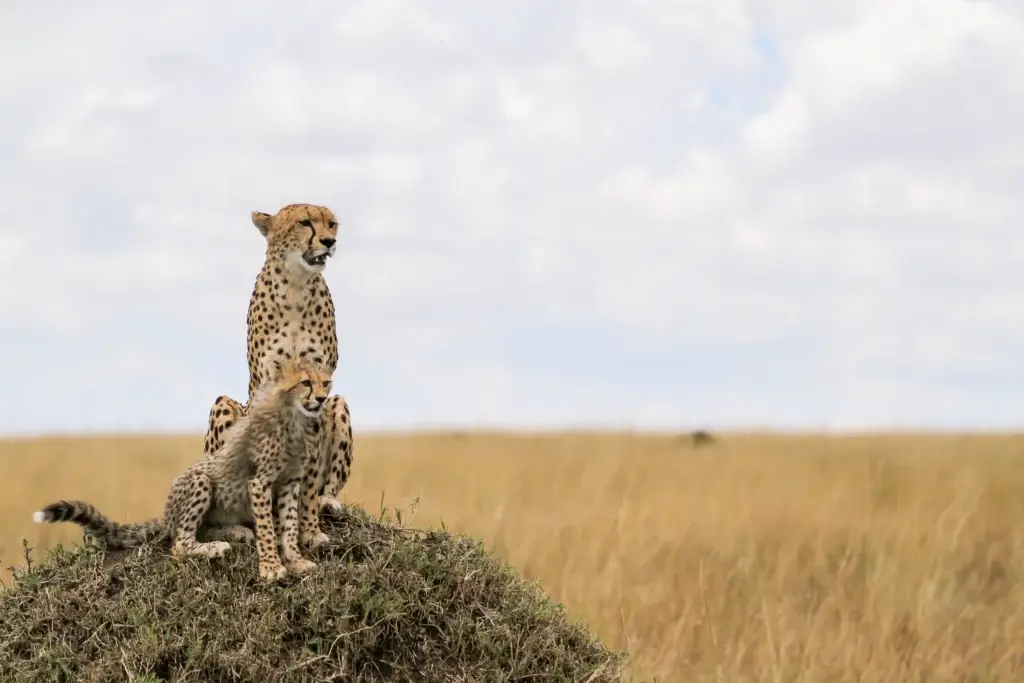 cuál es la mejor época para viajar a sudáfrica