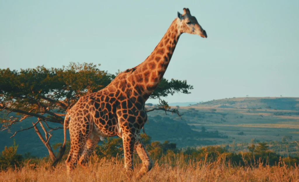 Lodge de safari en Kruger Sudáfrica al amanecer con fauna cercana