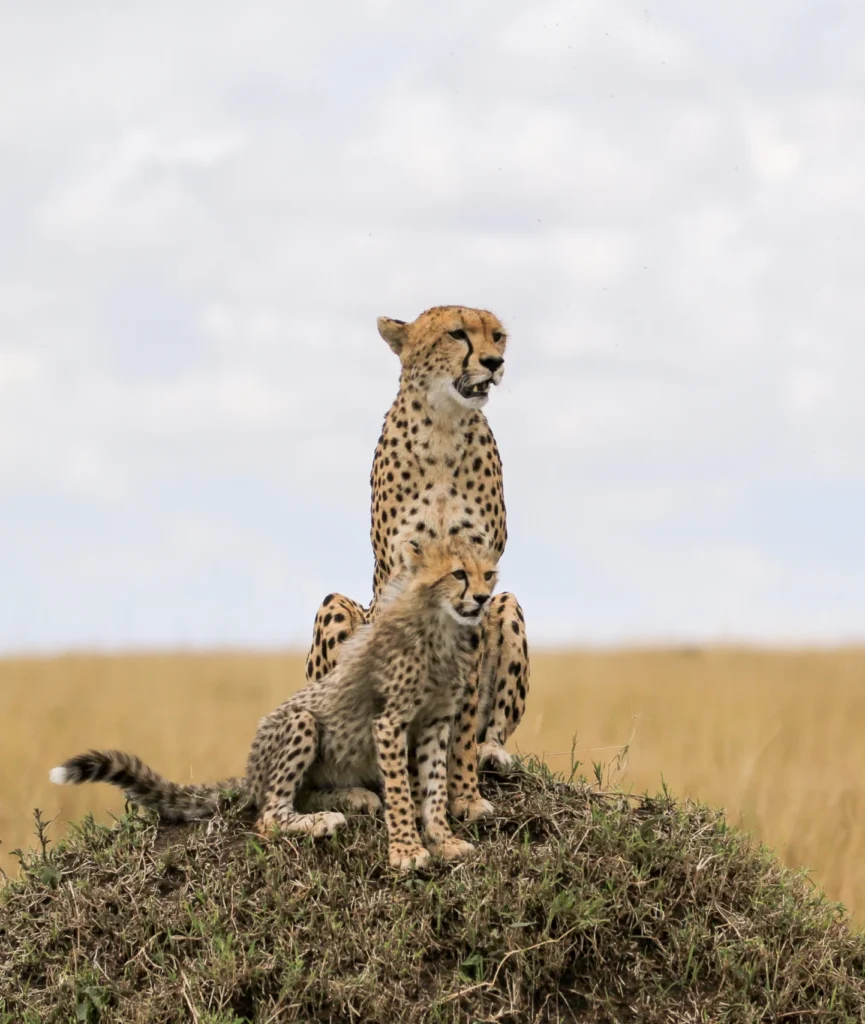 Guepardos juntos en la sabana durante un safari Kruger Sudáfrica.