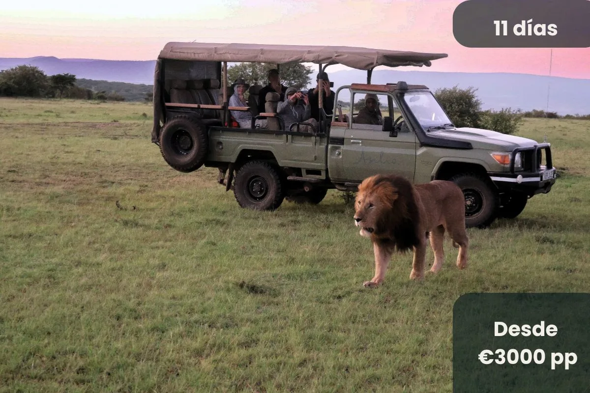 León en safari en el Parque Kruger en Sudáfrica