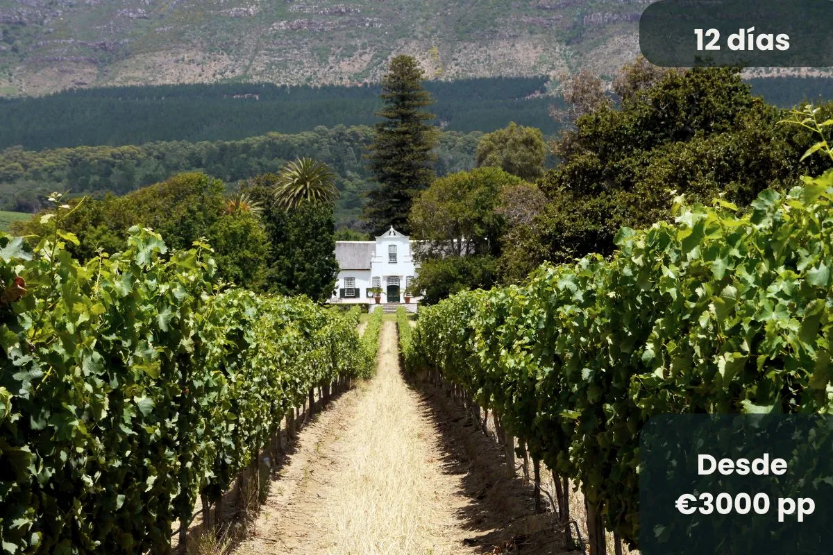 Viñedos en las Winelands cerca de Ciudad del Cabo en Sudáfrica
